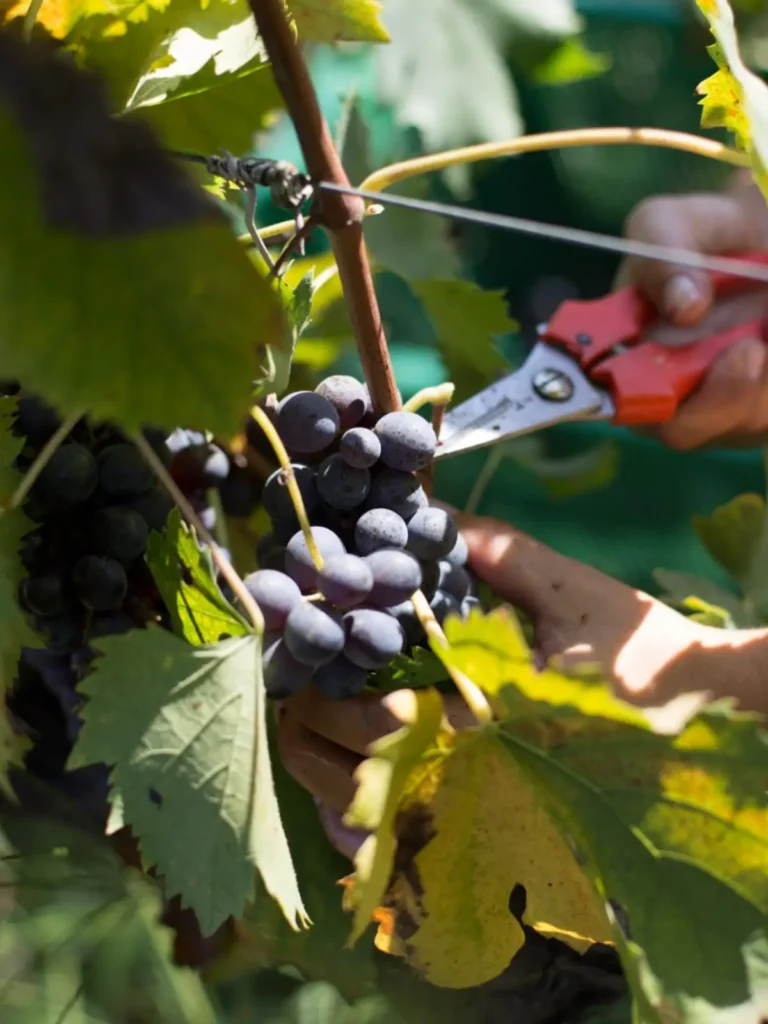 La Vendemmia - Azienda