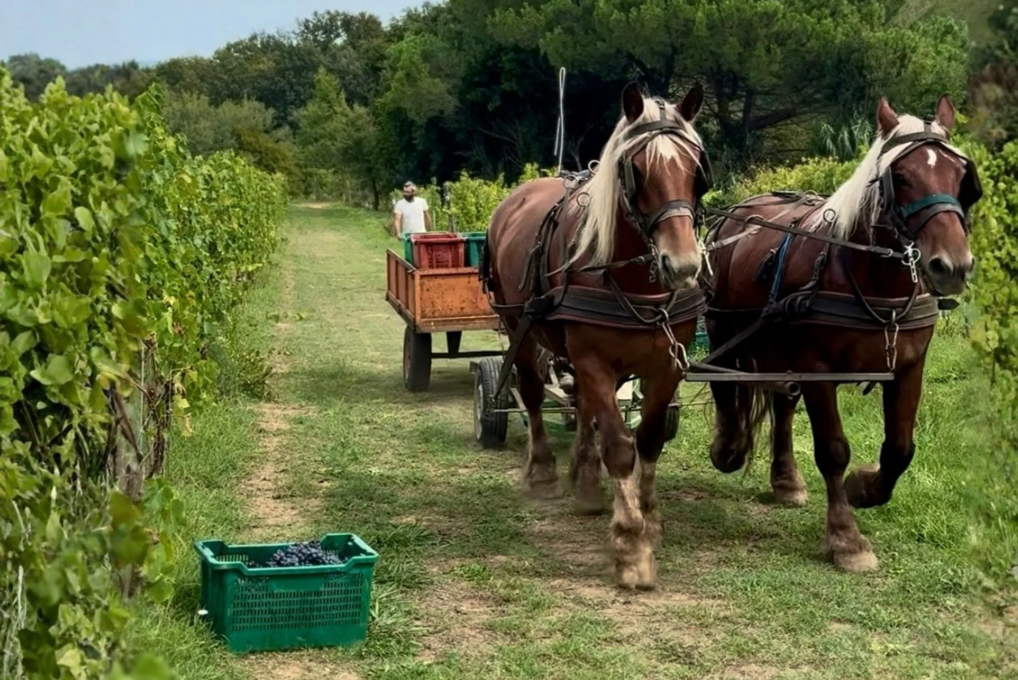 Esperienze & Degustazioni - Azienda Agricola Gli Archi
