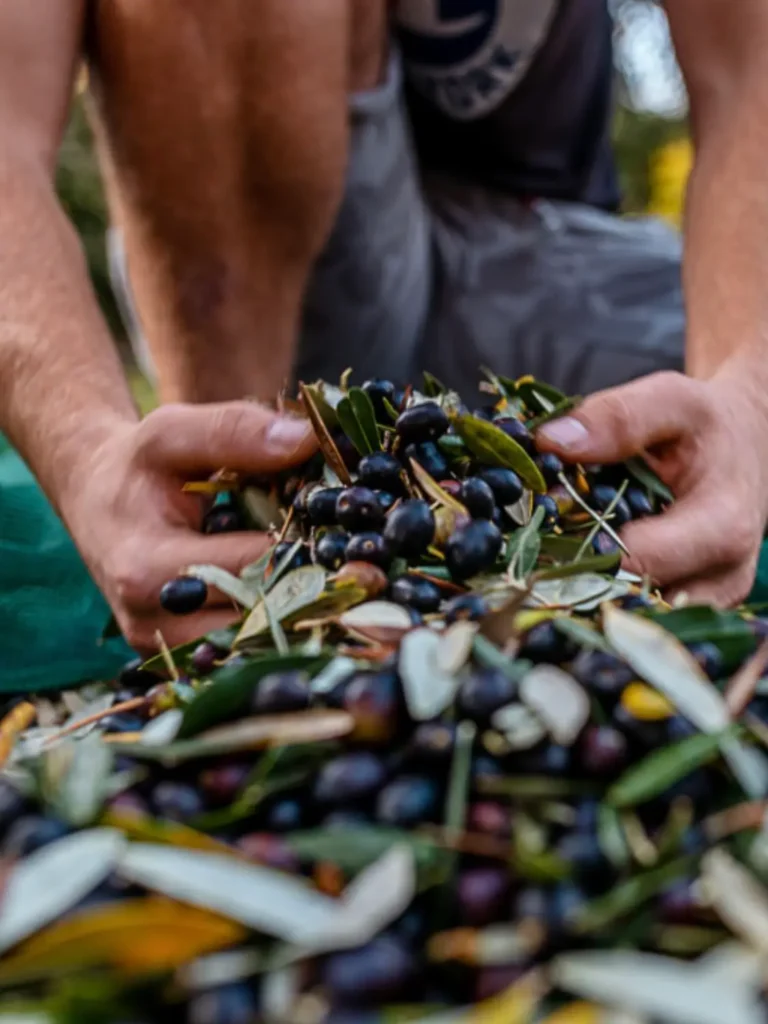 Azienda agricola "Gli Archi" - Raccolta delle olive - Chi Siamo