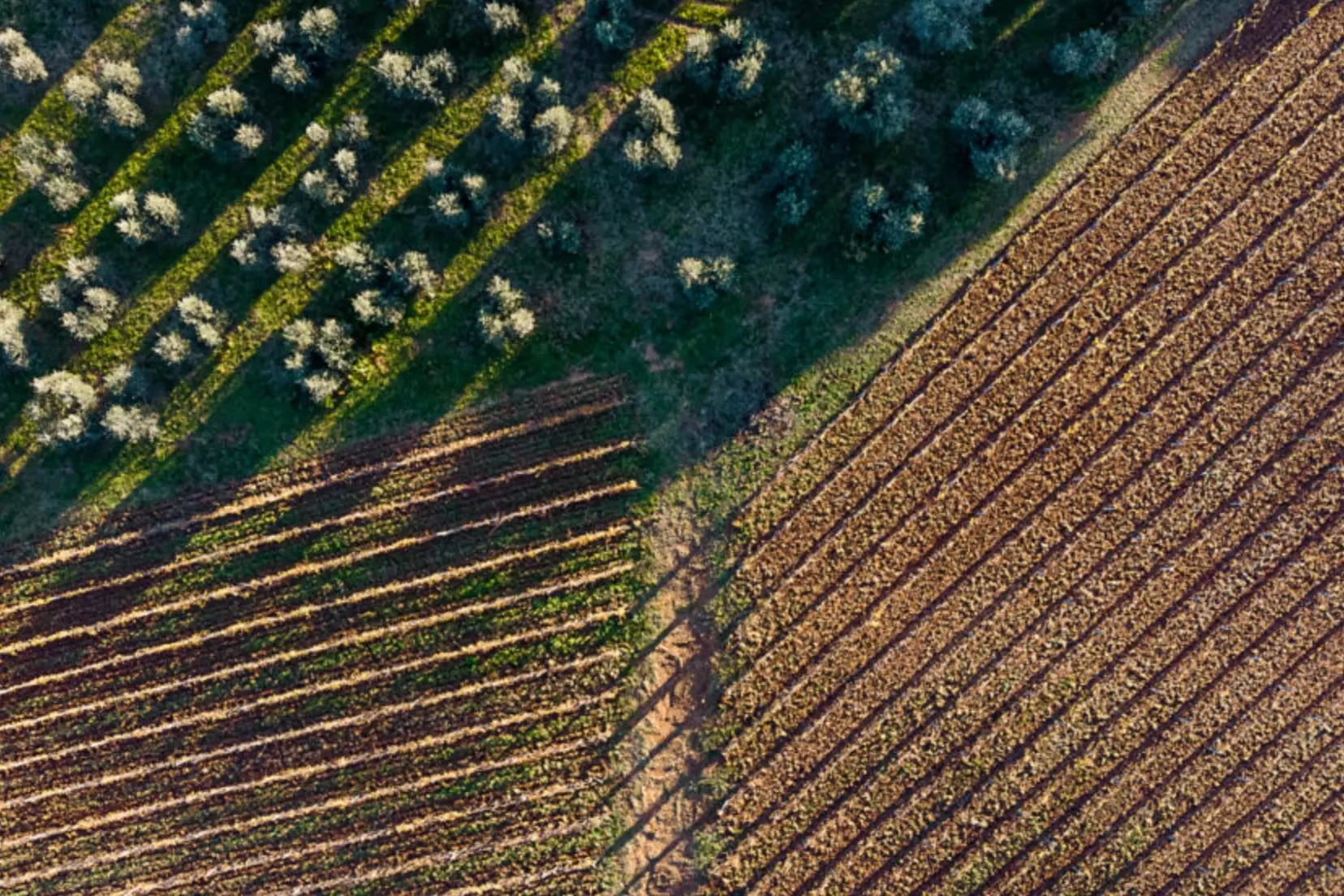 Wine&Co - Azienda Agricola Gli Archi