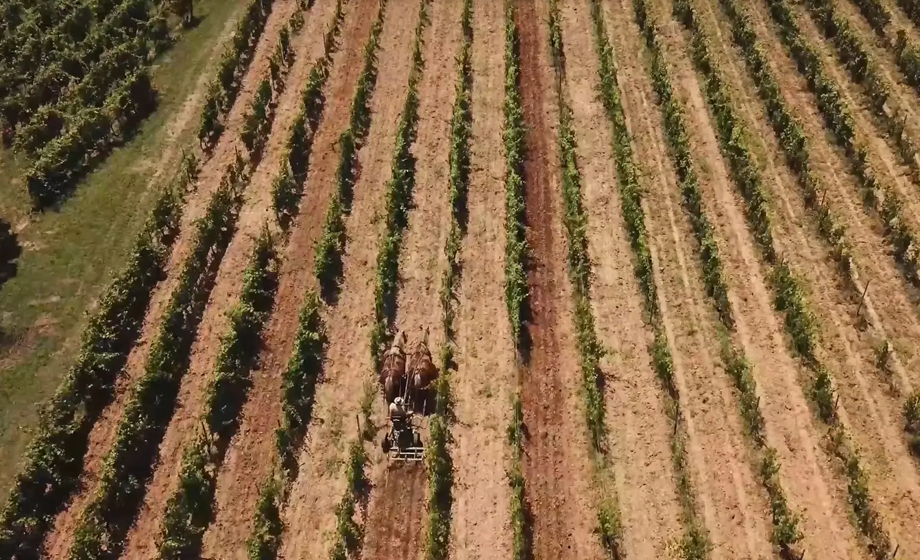 Wine&Co - Azienda Agricola Gli Archi