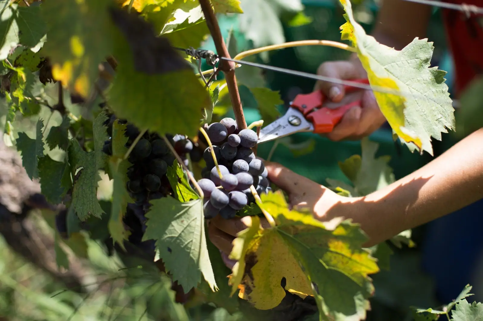 Wine&Co - Azienda Agricola Gli Archi