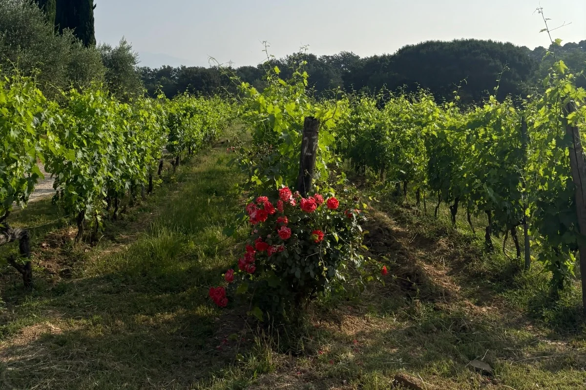 Esperienze & Degustazioni - Azienda Agricola Gli Archi