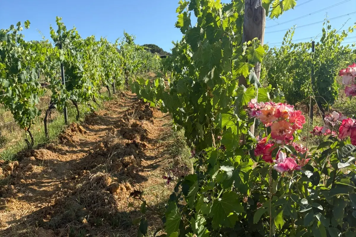 Esperienze & Degustazioni - Azienda Agricola Gli Archi