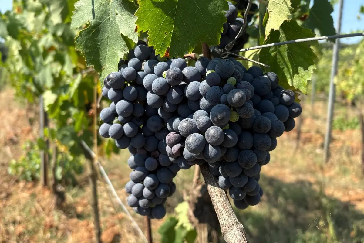 Esperienze & Degustazioni - Azienda Agricola Gli Archi