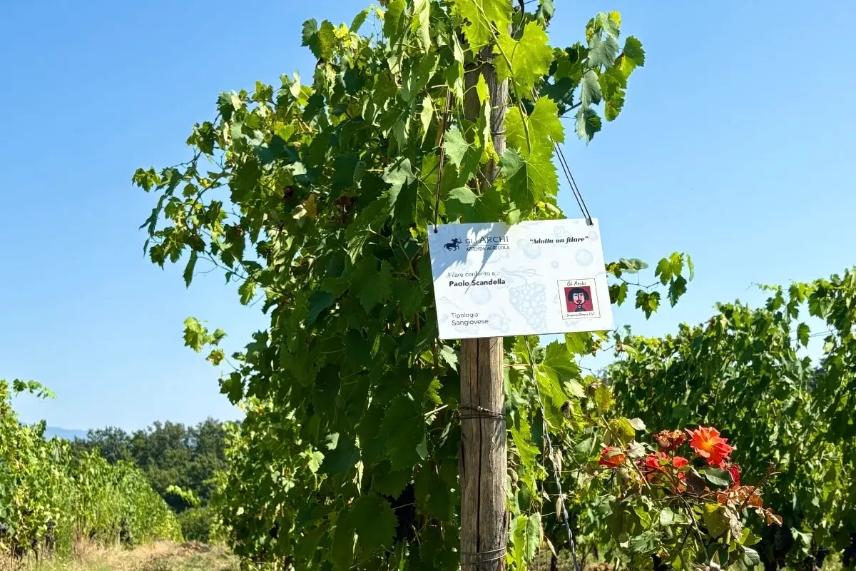 Esperienze & Degustazioni - Azienda Agricola Gli Archi