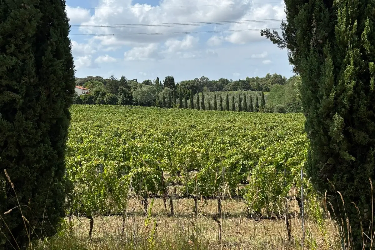 Wine&Co - Azienda Agricola Gli Archi